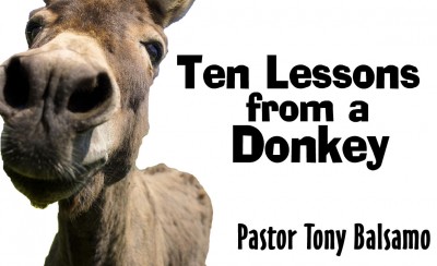 Ten Lessons from a Donkey